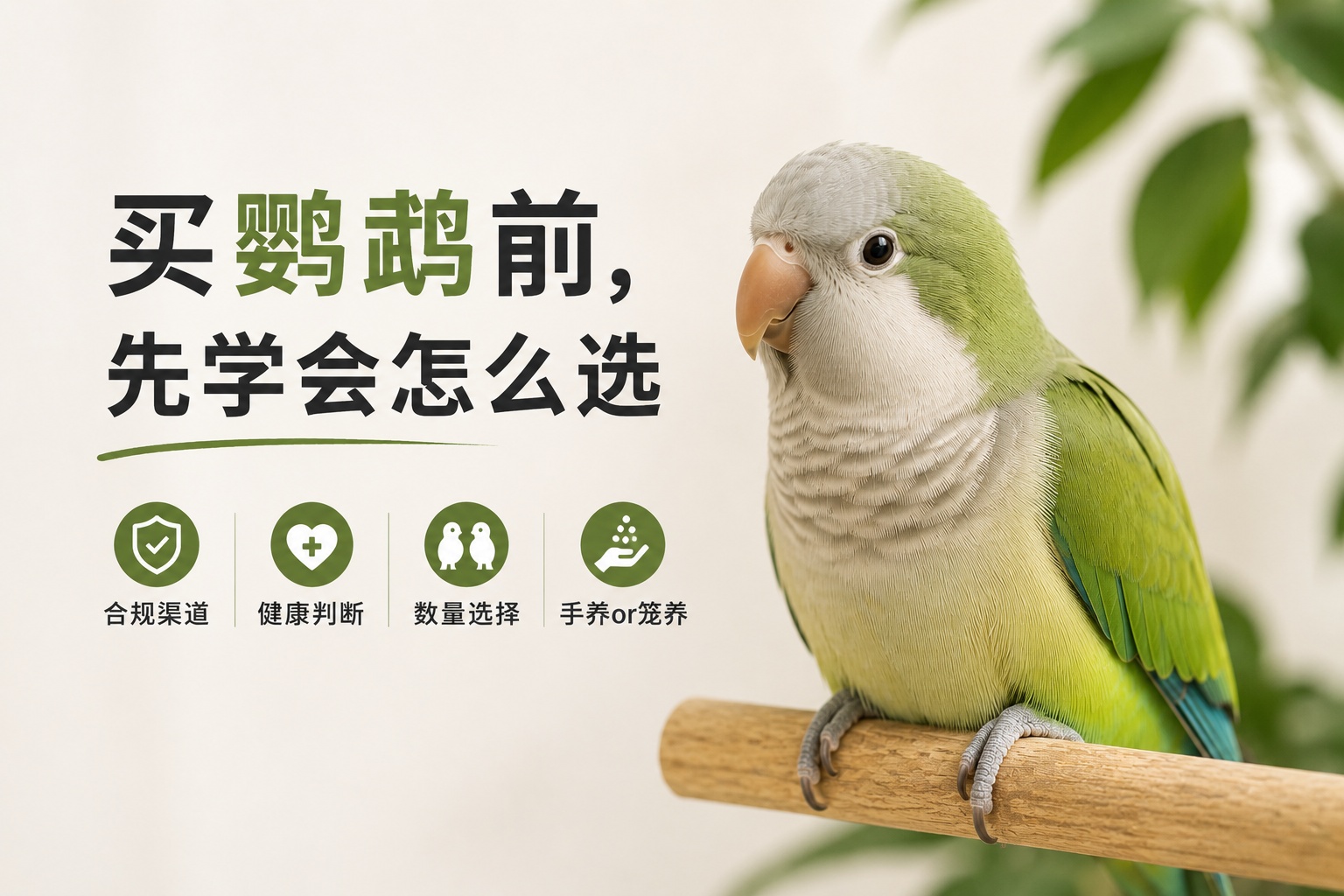 买鹦鹉前,先学会怎么选