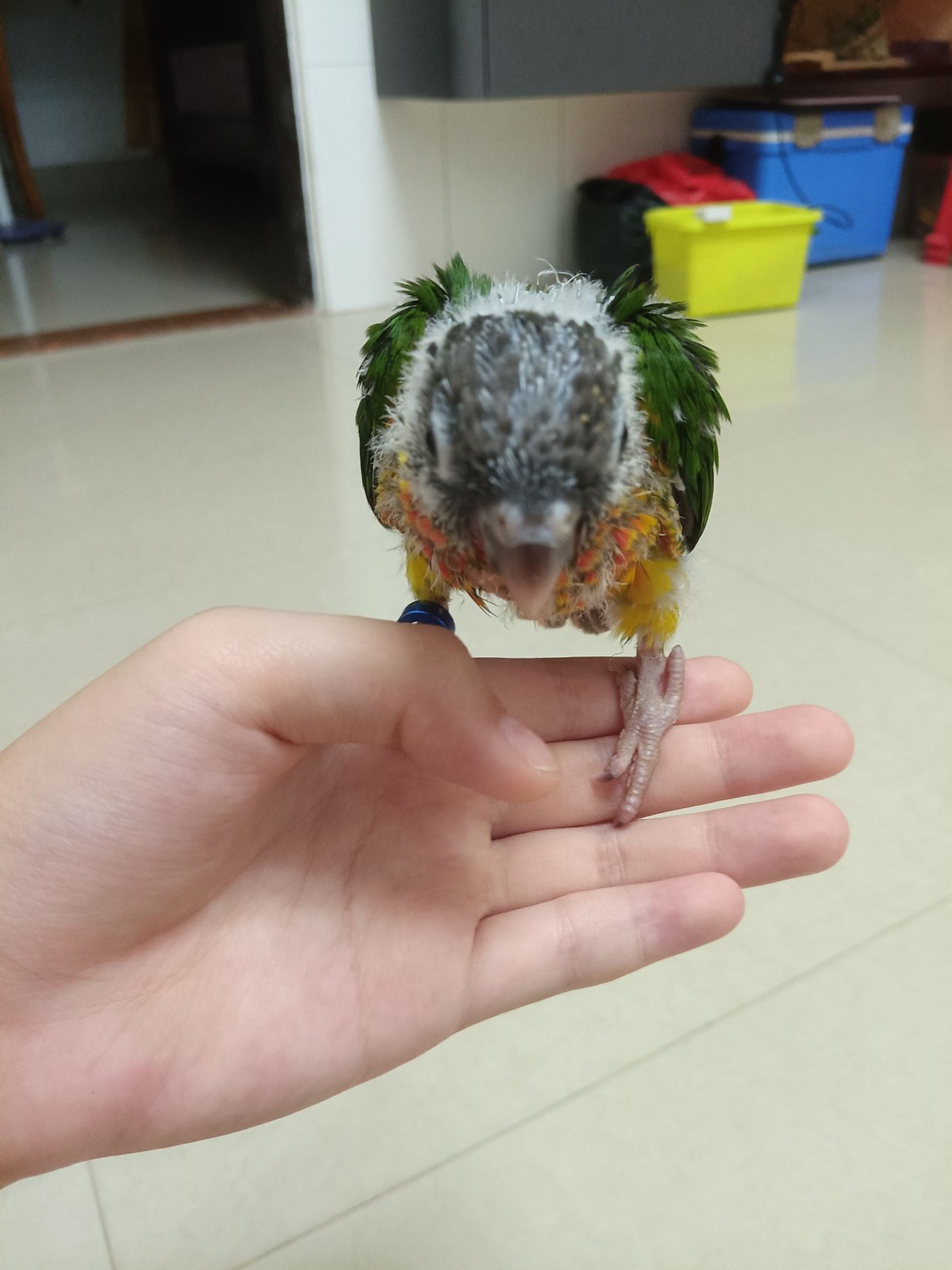 阿布