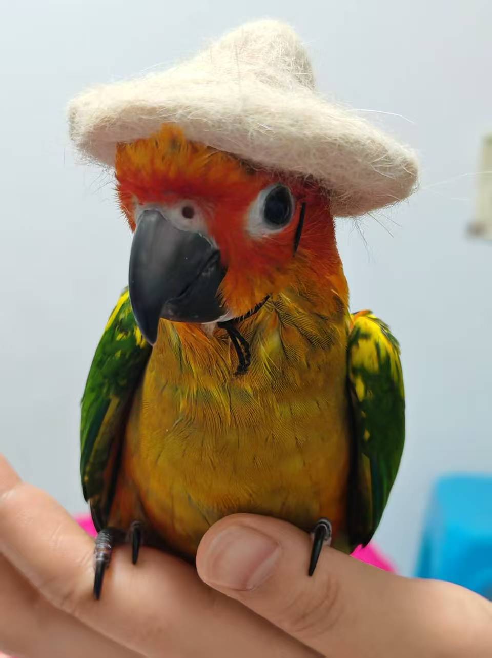 小七