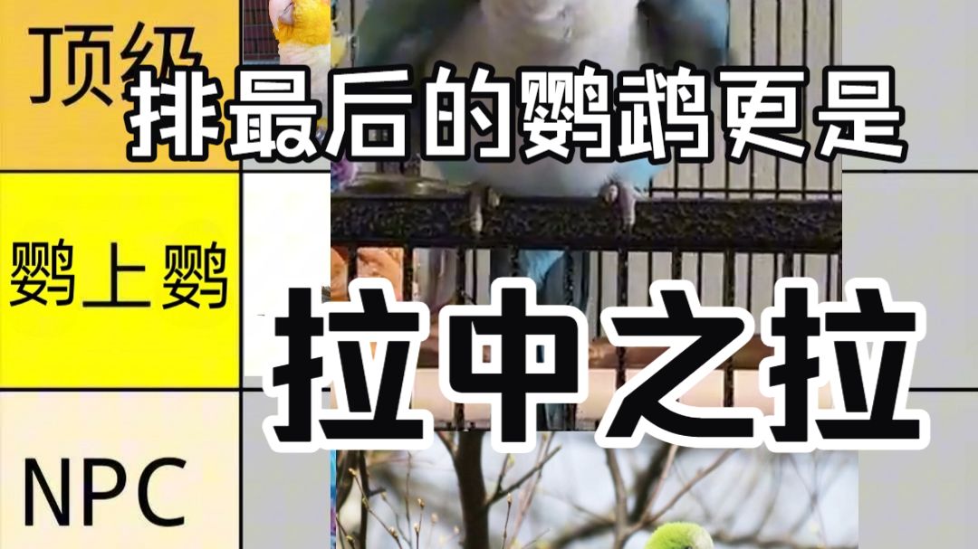 锐评适合作宠物的鹦鹉从夯到拉排名