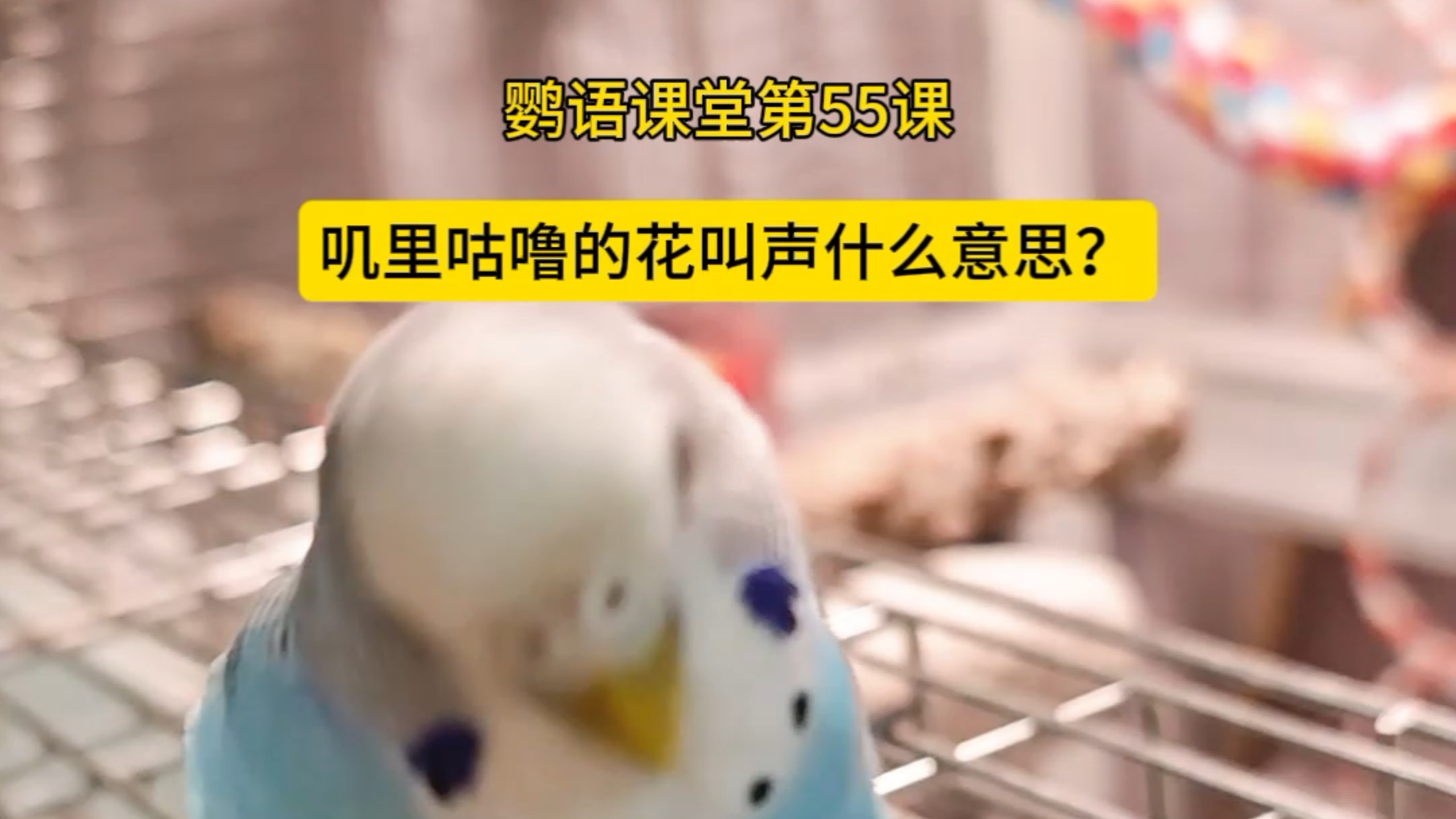 虎皮鹦鹉叽里咕噜的花叫声是什么意思？