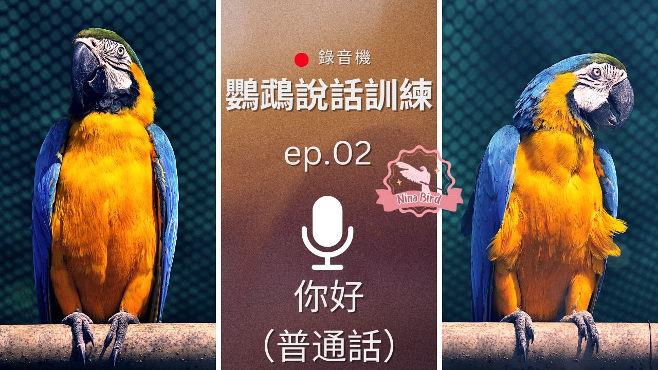 你好 普通話 - 鸚鵡錄音機 鸚鵡說話訓練 小雞網課