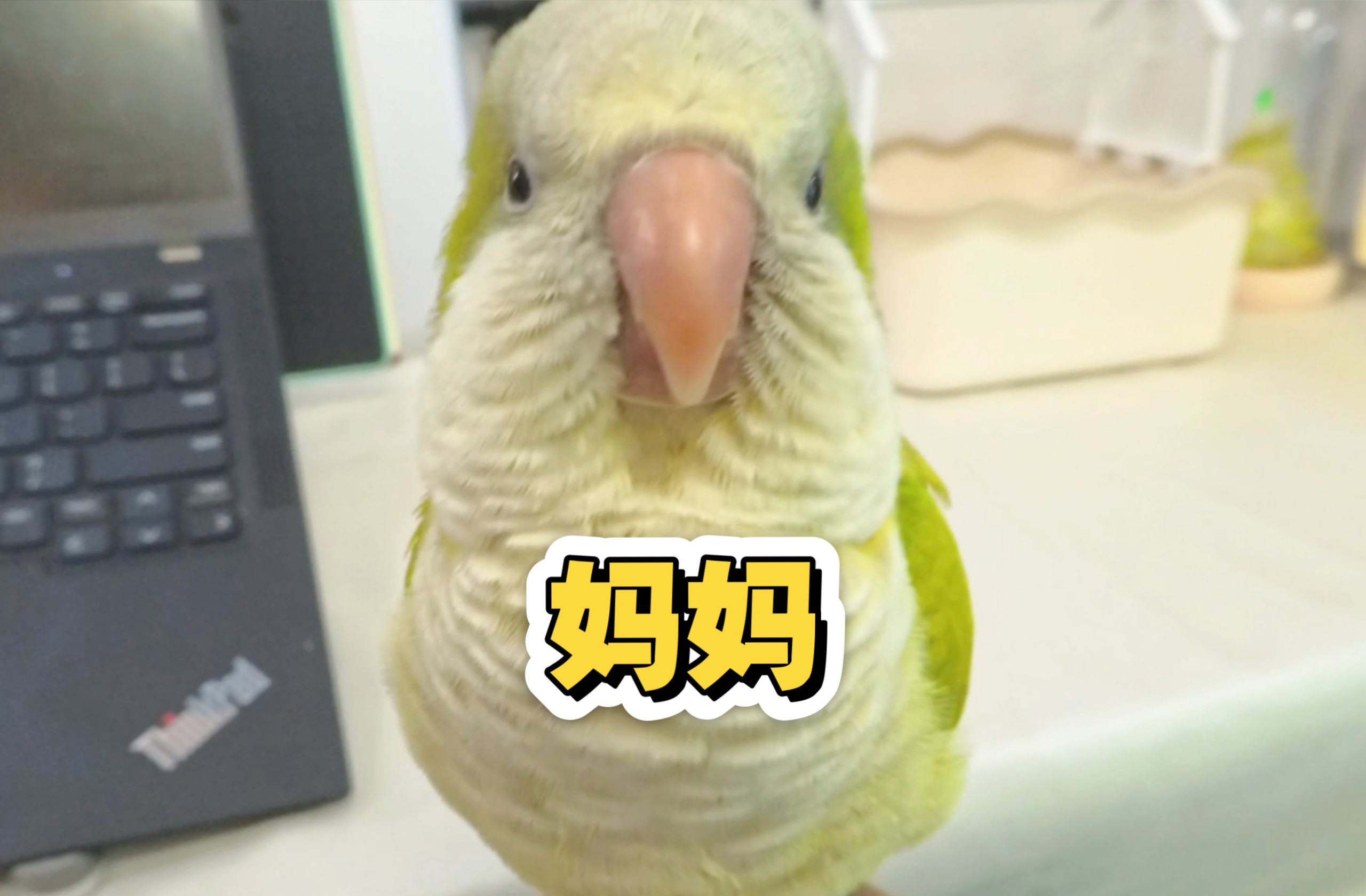 不要教小鸟奇怪的东西啊！