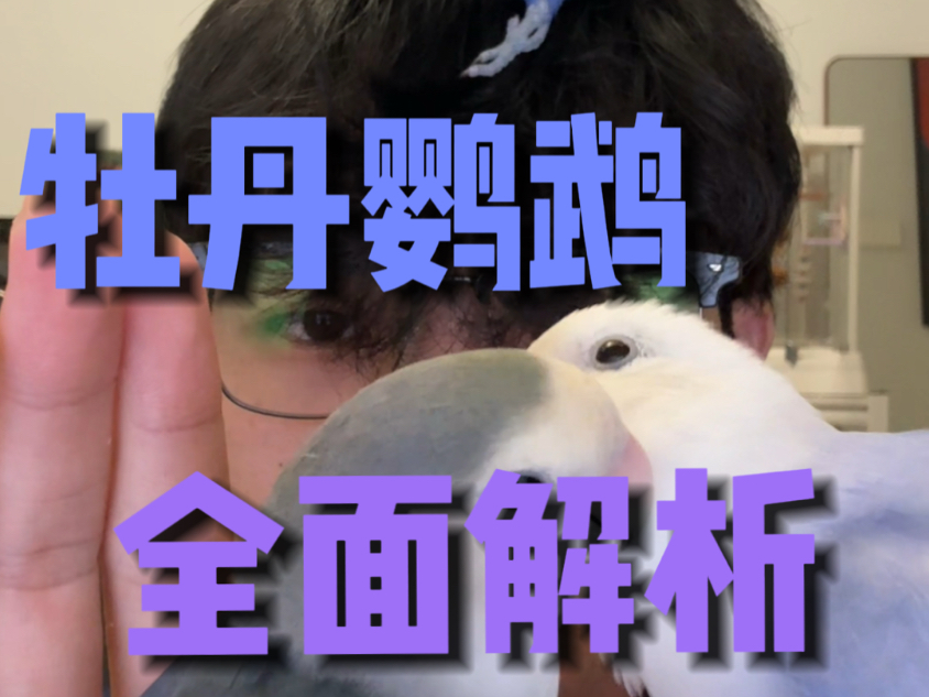 一个视频讲懂牡丹鹦鹉