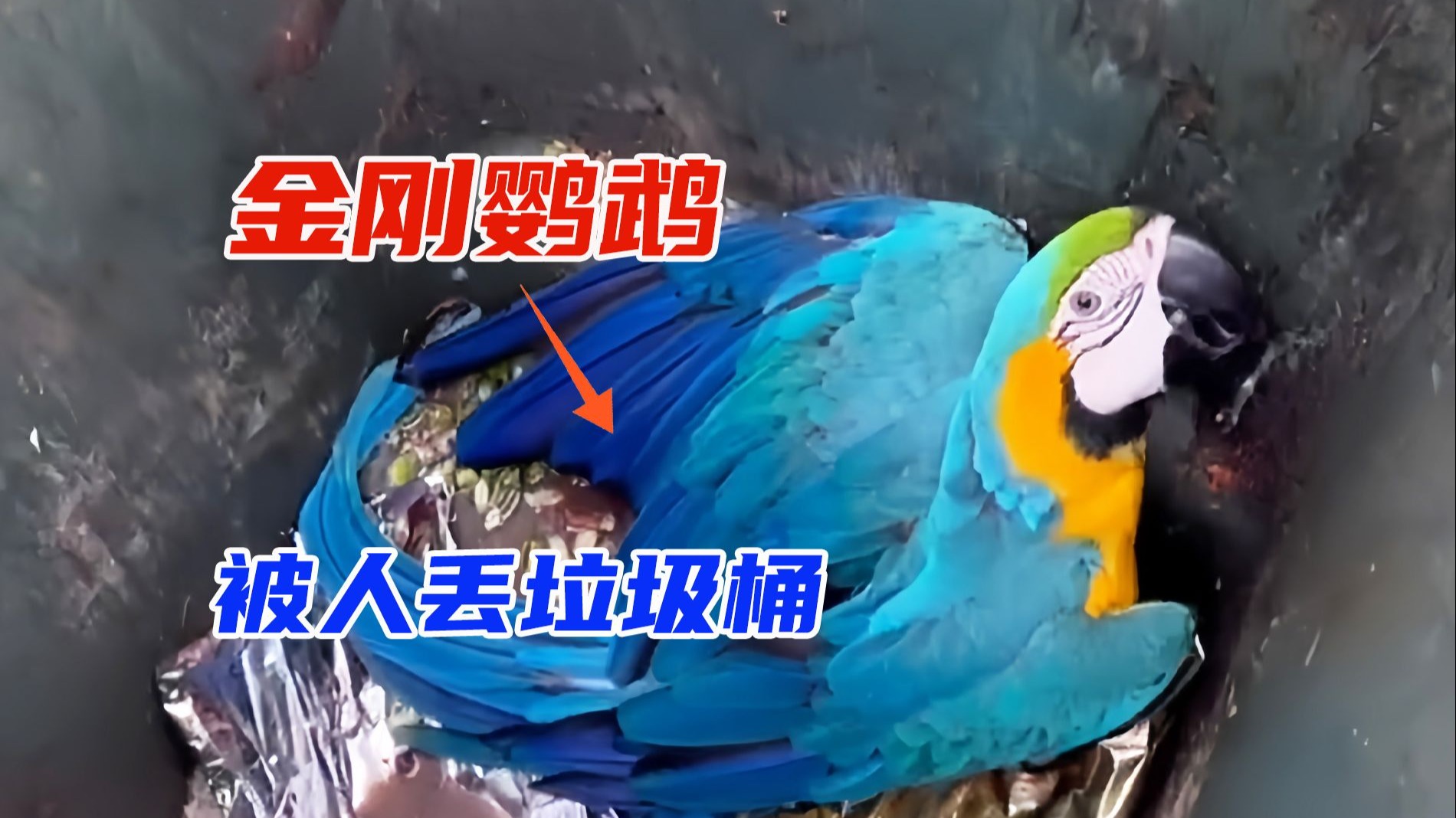 女孩在垃圾桶捡到一只鹦鹉,治愈后成了她的得力助手。