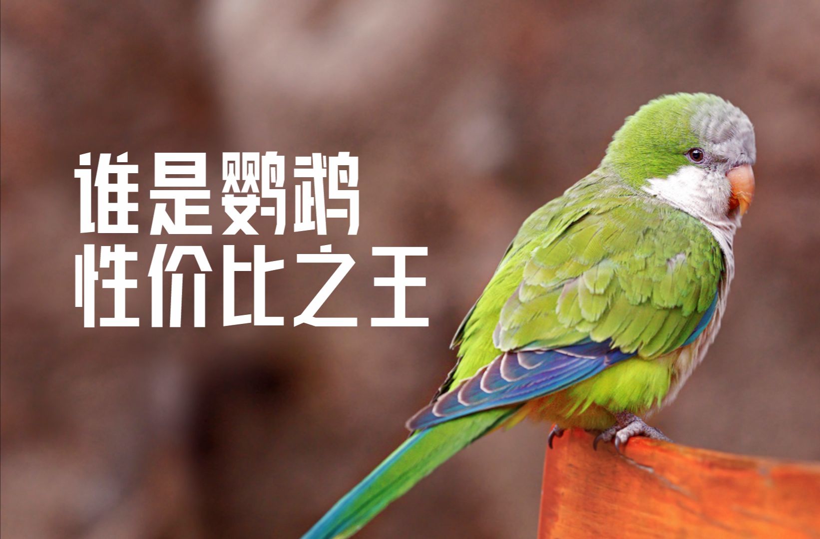 谁是鹦鹉中的性价比之王？这七种鹦鹉你会选择谁